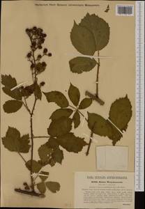 Rubus constrictus P. J. Müll. & Lefèvre, Western Europe (EUR) (Hungary)