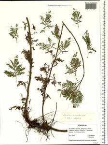 Artemisia macrantha Ledeb., Siberia, Baikal & Transbaikal region (S4) (Russia)