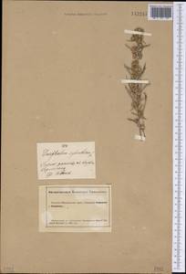 Omalotheca sylvatica (L.) Sch. Bip. & F. W. Schultz, Siberia, Altai & Sayany Mountains (S2) (Russia)