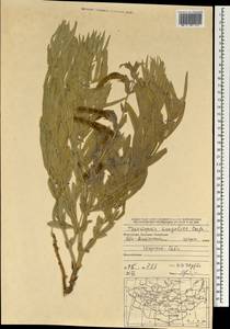Thermopsis mongolica Czefr., Mongolia (MONG) (Mongolia)