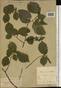 Ulmus laevis Pall., Eastern Europe, Central region (E4) (Russia)