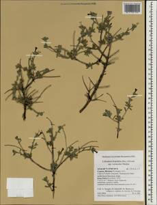 Lithodora hispidula, South Asia, South Asia (Asia outside ex-Soviet states and Mongolia) (ASIA) (Cyprus)