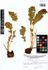 Rhodiola rosea L., Siberia, Baikal & Transbaikal region (S4) (Russia)