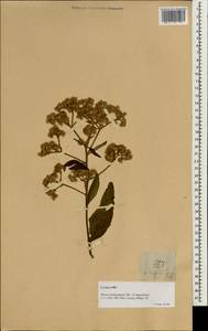 Blumea balsamifera (L.) DC., South Asia, South Asia (Asia outside ex-Soviet states and Mongolia) (ASIA) (Philippines)