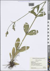 Silene noctiflora L., Eastern Europe, Moscow region (E4a) (Russia)