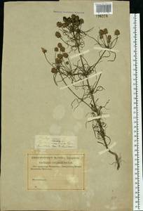 Plantago arenaria Waldst. & Kit., Eastern Europe, Western region (E3) (Russia)