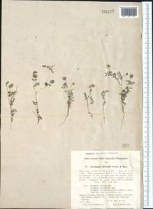 Astragalus filicaulis Kar. & Kir., Middle Asia, Pamir & Pamiro-Alai (M2) (Uzbekistan)