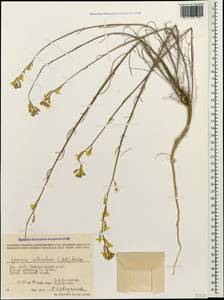 Erysimum siliculosum (M.Bieb.) DC., Caucasus, Dagestan (K2) (Russia)