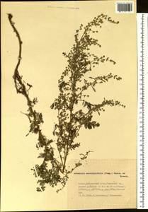 Artemisia stechmanniana Besser, Siberia, Altai & Sayany Mountains (S2) (Russia)