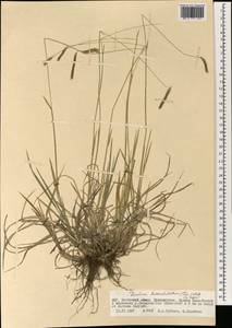 Hordeum brevisubulatum (Trin.) Link, Mongolia (MONG) (Mongolia)