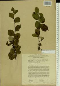 Cotoneaster melanocarpus G. Lodd., Eastern Europe, North-Western region (E2) (Russia)