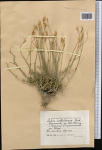 Silene fruticulosa M. Bieb., Middle Asia, Caspian Ustyurt & Northern Aralia (M8) (Kazakhstan)