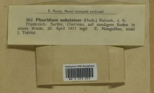 Pleuridium subulatum (Hedw.) Rabenh., Bryophytes, Bryophytes - Western Europe (BEu) (France)