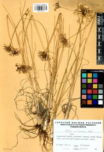 Allium anisopodium Ledeb., Siberia, Altai & Sayany Mountains (S2) (Russia)