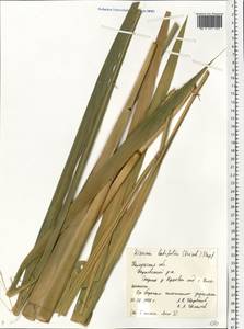 Zizania latifolia (Griseb.) Hance ex F.Muell., Eastern Europe, Central region (E4) (Russia)
