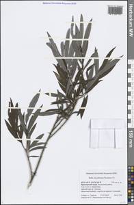 Salix miyabeana Seemen, Siberia, Russian Far East (S6) (Russia)