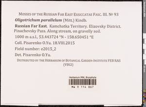 Oligotrichum parallelum (Mitt.) Kindb., Bryophytes, Bryophytes - Chukotka & Kamchatka (B21) (Russia)