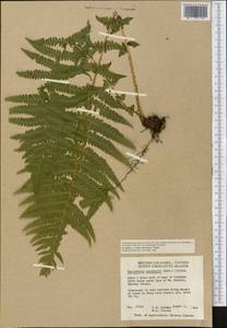 Oreopteris limbosperma (All.) Holub, America (AMER) (Canada)