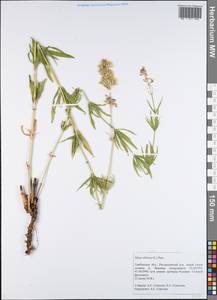 Silene sibirica (L.) Pers., Eastern Europe, Central forest-and-steppe region (E6) (Russia)