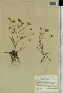 Crepis nigrescens Pohle, Siberia, Western Siberia (S1) (Russia)