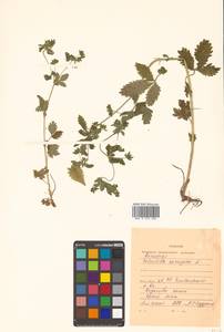 Potentilla norvegica L., Siberia, Russian Far East (S6) (Russia)