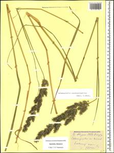 Calamagrostis pseudophragmites (Haller f.) Koeler, Caucasus, Armenia (K5) (Armenia)