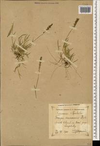Tragus racemosus (L.) All., Caucasus, Georgia (K4) (Georgia)