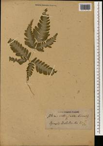 Pteris cretica L., South Asia, South Asia (Asia outside ex-Soviet states and Mongolia) (ASIA)
