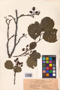 Alnus glutinosa (L.) Gaertn., Eastern Europe, Central forest-and-steppe region (E6) (Russia)