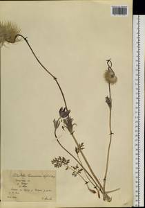 Pulsatilla turczaninovii Krylov & Serg., Siberia, Baikal & Transbaikal region (S4) (Russia)