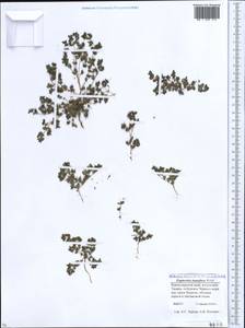 Euphorbia humifusa Willd., Caucasus, Krasnodar Krai & Adygea (K1a) (Russia)