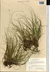 Carex loliacea L., Eastern Europe, Belarus (E3a) (Belarus)