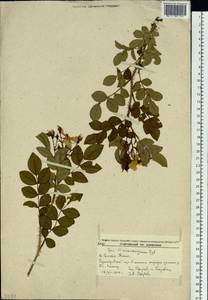 Rosa maximowicziana Regel, Siberia, Russian Far East (S6) (Russia)