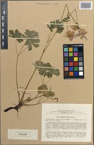 Aquilegia vitalii Gamajun., Middle Asia, Dzungarian Alatau & Tarbagatai (M5) (Kazakhstan)