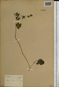 Cardamine macrophylla Willd., Siberia (no precise locality) (S0) (Russia)