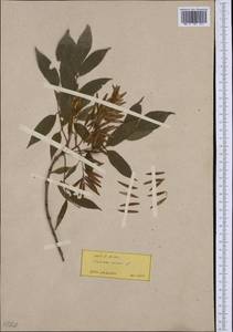Fraxinus ornus L., Western Europe (EUR) (Romania)