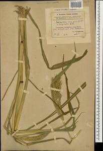 Echinochloa crus-galli (L.) P.Beauv., Caucasus, Azerbaijan (K6) (Azerbaijan)