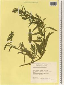 Dysphania ambrosioides (L.) Mosyakin & Clemants, South Asia, South Asia (Asia outside ex-Soviet states and Mongolia) (ASIA) (India)