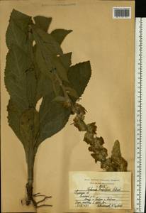 Verbascum densiflorum Bertol., Eastern Europe, Central region (E4) (Russia)