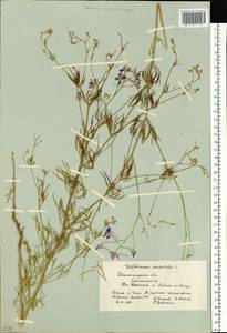 Delphinium consolida subsp. consolida, Eastern Europe, Lower Volga region (E9) (Russia)