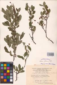 Prunus fruticosa Pall., Eastern Europe, Eastern region (E10) (Russia)