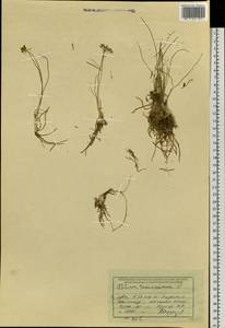 Allium tenuissimum L., Siberia, Altai & Sayany Mountains (S2) (Russia)