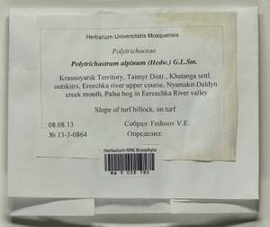 Polytrichastrum alpinum (Hedw.) G.L. Sm., Bryophytes, Bryophytes - Krasnoyarsk Krai, Tyva & Khakassia (B17) (Russia)