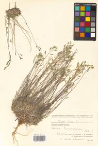 Draba hirta L., Siberia, Chukotka & Kamchatka (S7) (Russia)