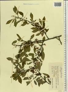 Prunus, Eastern Europe, South Ukrainian region (E12) (Ukraine)