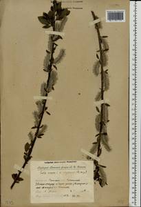 Salix vaudensis Schleich. ex J.Forbes, Eastern Europe, Volga-Kama region (E7) (Russia)