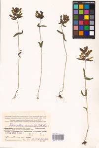 MHA 0 162 094, Rhinanthus serotinus var. vernalis (N. W. Zinger) Janch., Eastern Europe, Northern region (E1) (Russia)