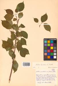 Malus baccata (L.) Borkh., Siberia, Russian Far East (S6) (Russia)