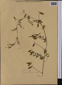 Vicia villosa subsp. varia (Host)Corb., Western Europe (EUR) (Austria)