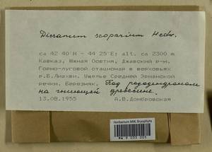 Dicranum scoparium Hedw., Bryophytes, Bryophytes - Transcaucasia (B13) (South Ossetia)